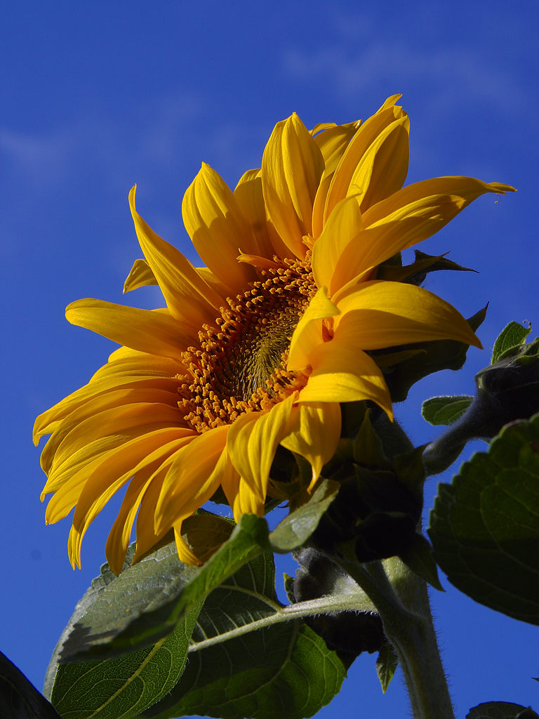 Keindahan Bunga Matahari Simbol Kegembiraan dan Keindahan Alam